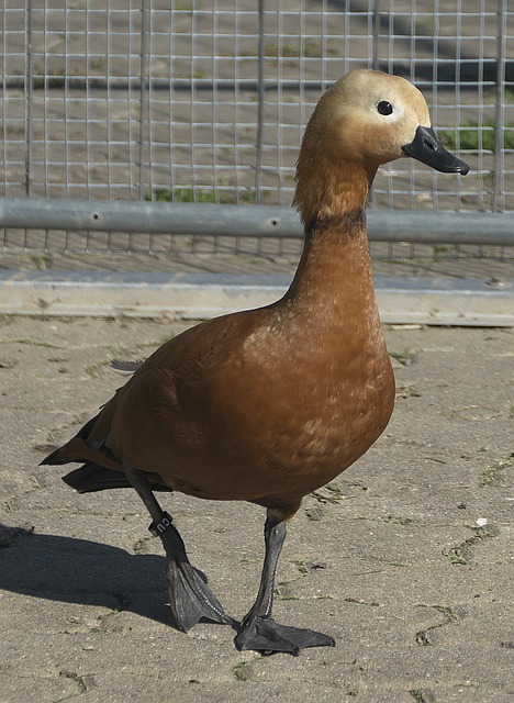 球新星